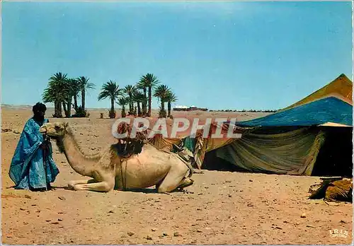 Moderne Karte Scenes et types du maroc devant la maimah au tente nomade Chameaux