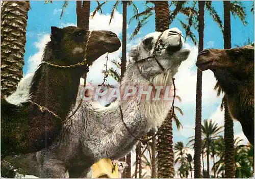 Cartes postales moderne Chameaux du desert