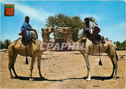Cartes postales moderne Maroc typique maharistes de m'hamid Chameaux