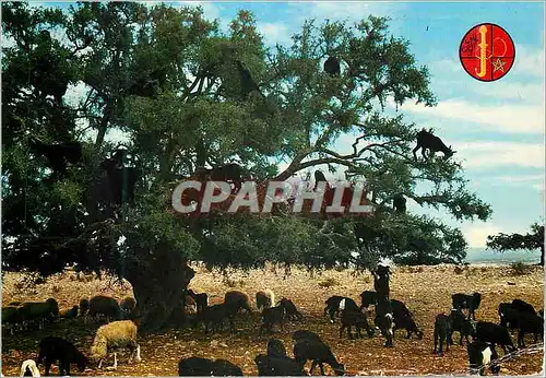 Cartes postales moderne Scenes tipiques morocaines arbre de chevres