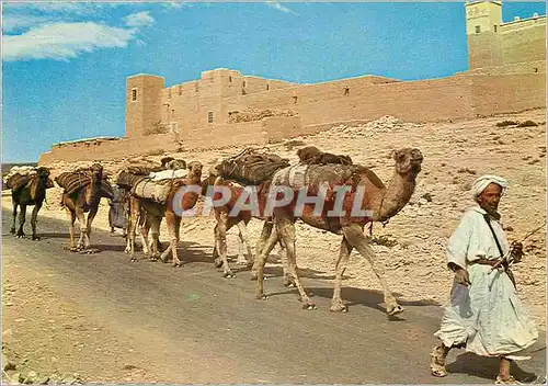 Moderne Karte Le maroc pittoresque caravane dans le sud Chameaux