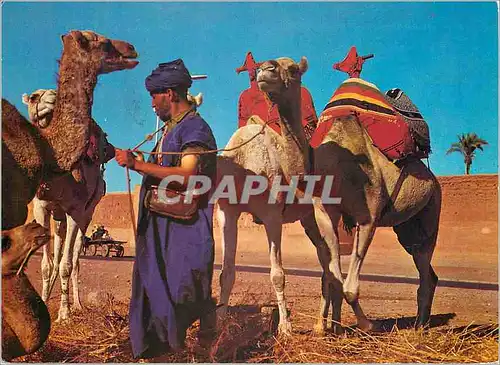 Cartes postales moderne Marrakech pret pour la promenade Chameaux