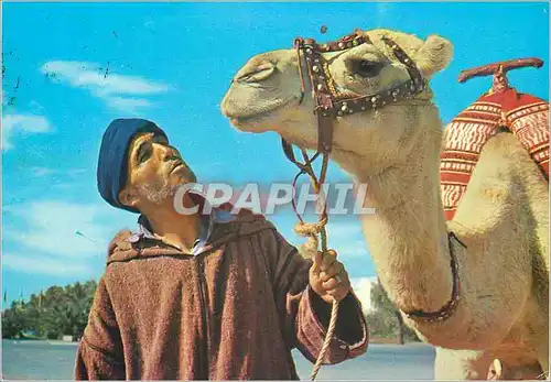 Cartes postales moderne Maroc typique l'homme et le chameaux