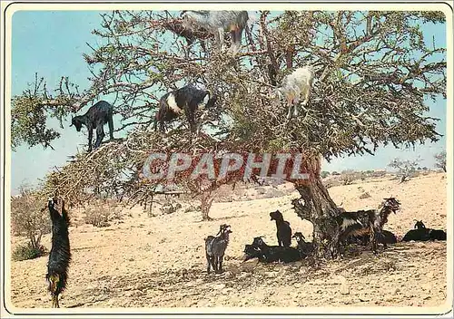 Cartes postales moderne Maroc typique Chevres