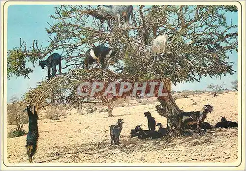 Cartes postales moderne Maroc typique chevres