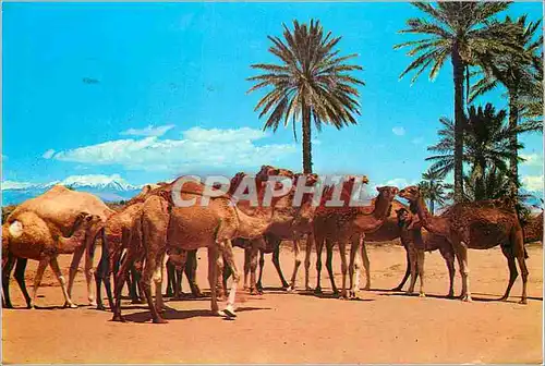 Cartes postales moderne Maroc typique caravane de chameaux