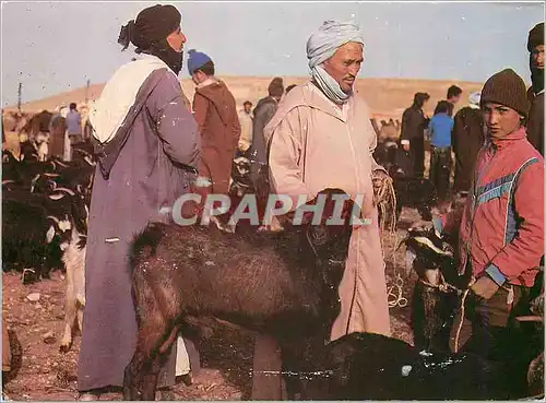 Cartes postales moderne Fes maroc typique Souk des chevres