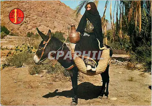 Cartes postales moderne dans le sud marocain Ane Donkey