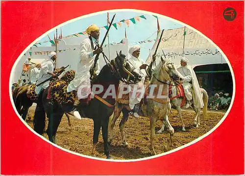 Cartes postales moderne Maroc typique Chevaux
