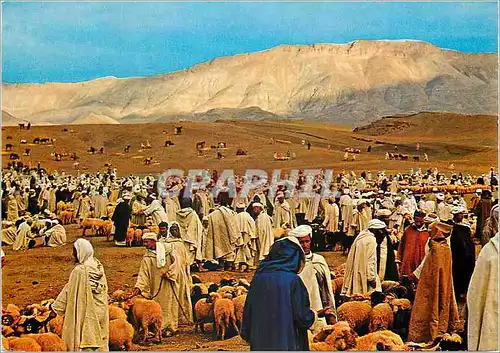 Moderne Karte Maroc typique marche aux moutons