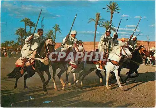 Cartes postales moderne Maroc typique la fantasia