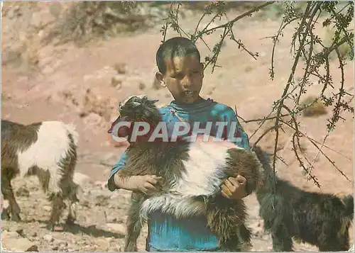 Cartes postales moderne Maroc typique Chevre