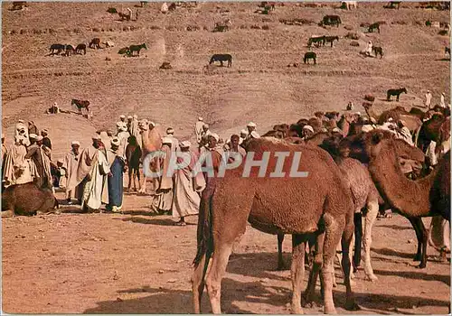 Cartes postales moderne Goulimine (Porte du sahara) marches des chameaux