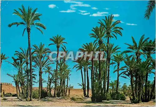 Cartes postales moderne Marrakech palmiers