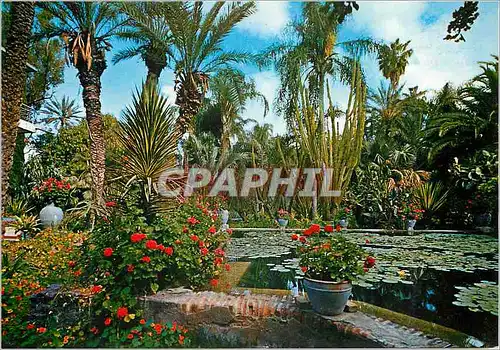 Cartes postales moderne Marrakech les jardins exotiques majorelle