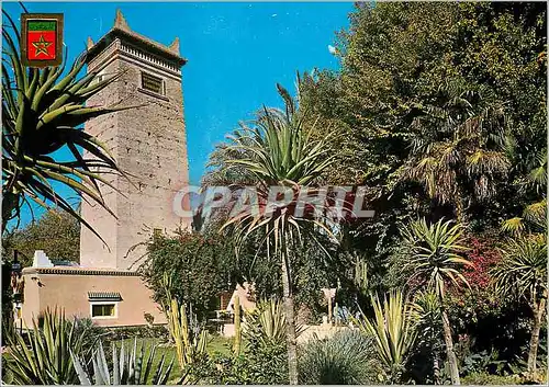 Cartes postales moderne Marrakech jardin majorelle