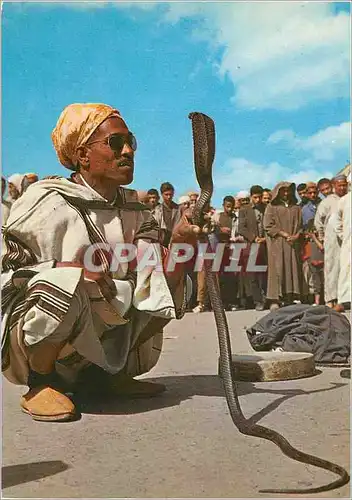 Cartes postales moderne Marrakech le maroc en lumicolor charmeur de serpents