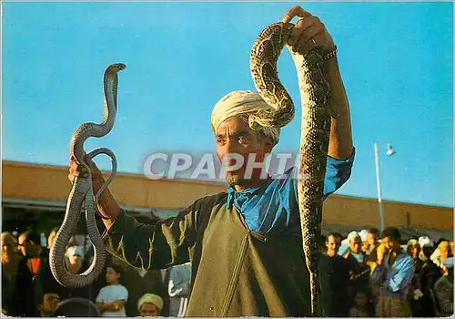 Cartes postales moderne Marrakech charmeur de serpents a place djemaa el fna
