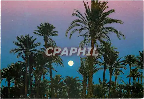 Cartes postales moderne Marrakech poesie d'une nuit de reve