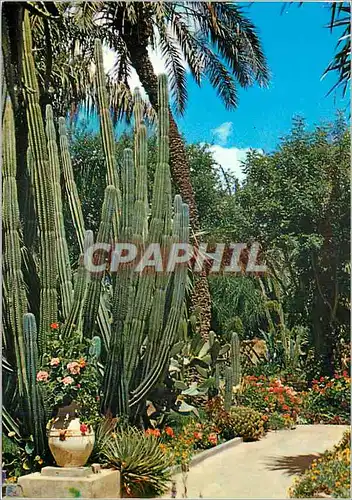 Cartes postales moderne Marrakech le maroc pittoresque jardin exotique du peintre majorelle