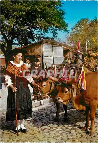 Cartes postales moderne Portugal Minho Costumes typiques de la region Attelage B�ufs