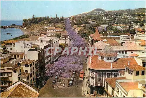 Cartes postales moderne Madeira 74 avenues of flowering jacaranda trees funchal