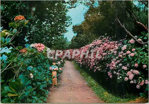 Cartes postales moderne Madeira