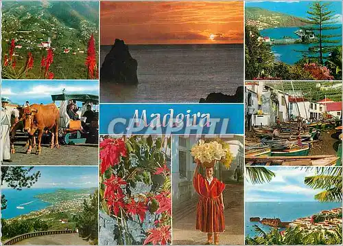 Cartes postales moderne Madeira les meilleures vues de madere