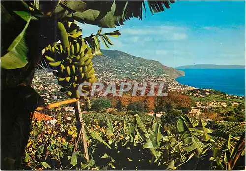 Cartes postales moderne Funchal madeira vue orientale
