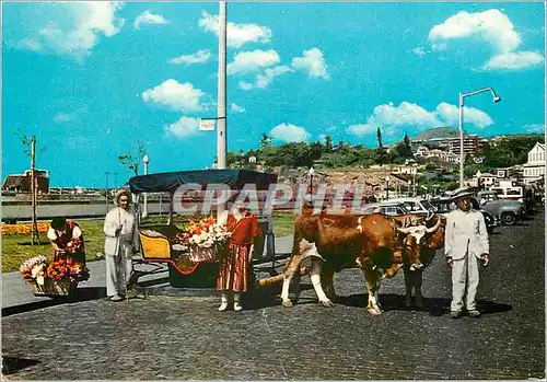 Cartes postales moderne Funchal Vendeuses de fleurs et char a b�ufs