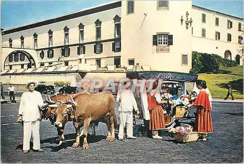 Moderne Karte Madeira 576 bullock carro and flower girls at the entrance to the town