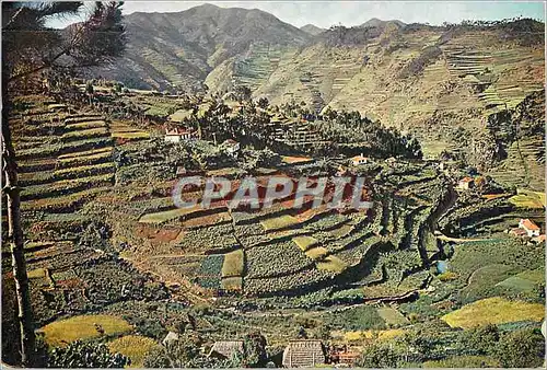 Cartes postales moderne Madeira 562 cultivated terraces as seen up the machico valley madeira