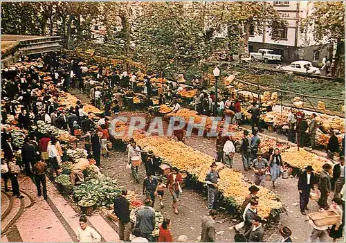 Cartes postales moderne Funchal (madeira) le marche