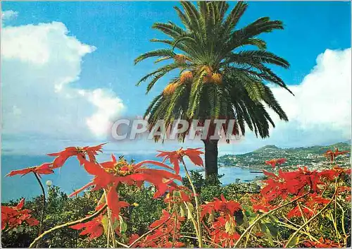 Cartes postales moderne Funchal madeira vue occidentale