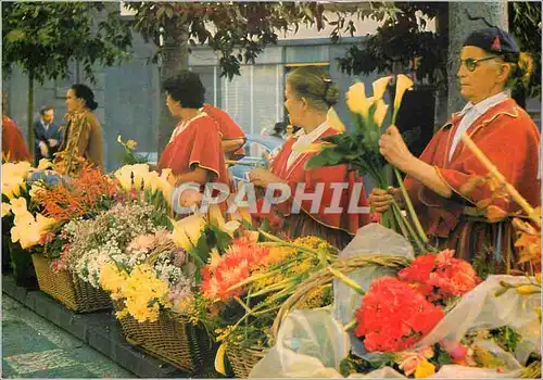 Cartes postales moderne Madeira vendeuses de fleurs