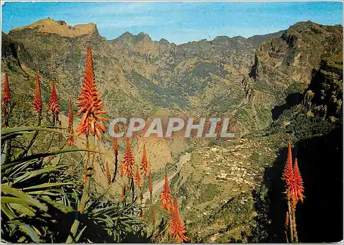 Cartes postales moderne 330 madeira