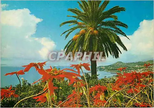 Cartes postales moderne Funchal madeira vue occidentale