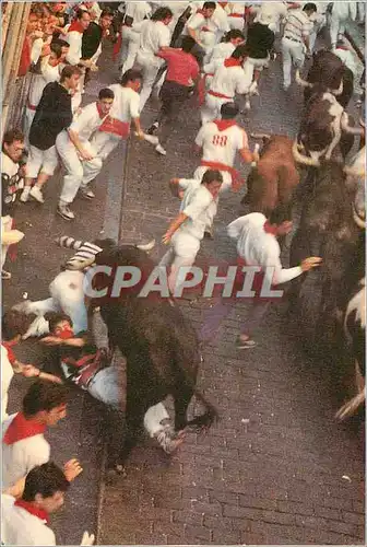 Cartes postales moderne N 37 fiesta de san fermin encierro pamplona navarra Taureau