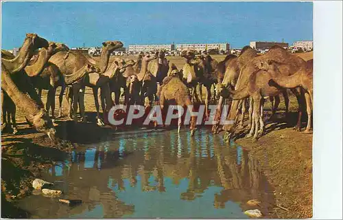 Cartes postales moderne Beer Sheva Camels at Watering Place