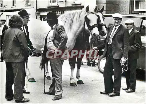 Cartes postales moderne Ireland Chevaux