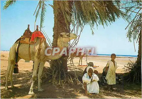 Cartes postales moderne Nuiba Sinai