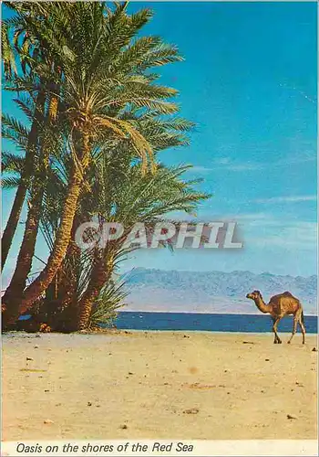 Cartes postales moderne Oasis on the shores of the Res Sea