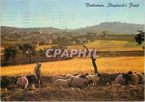 Cartes postales moderne Bethlehem Shepherd's Field