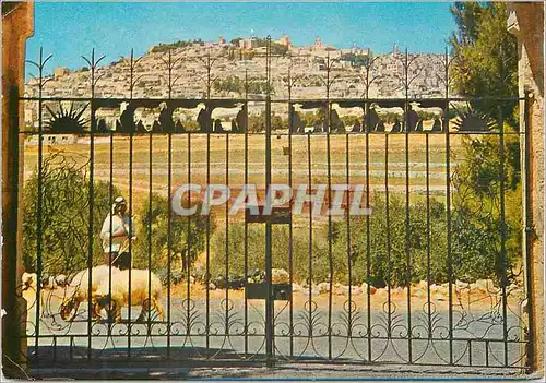 Cartes postales moderne Bethlehem Vue generale de Bethlehem Champ des Bergers