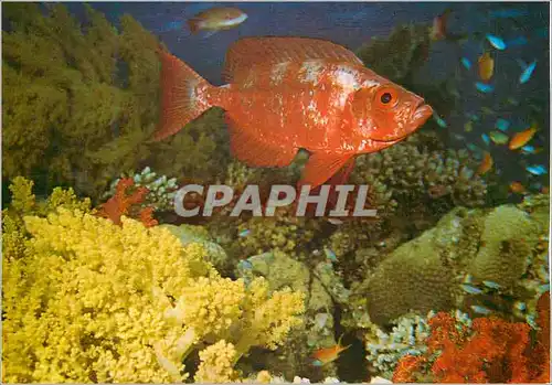 Cartes postales moderne Eilat Red Sea Under Water Scenery