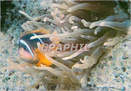 Moderne Karte Eilat Under-water Scenery