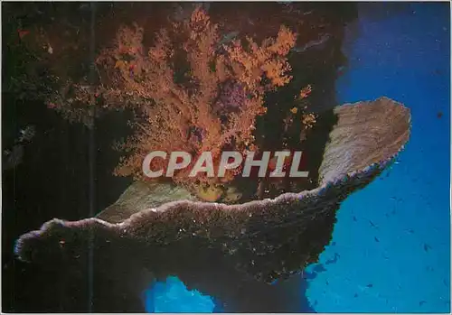 Cartes postales moderne Eilat Red Sea Under-water Scenery