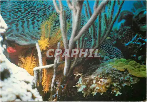 Cartes postales moderne Eilat Red Sea Under-water Scenery