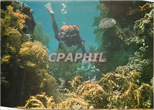 Cartes postales moderne Eilat Red Sea Under-water Scenery