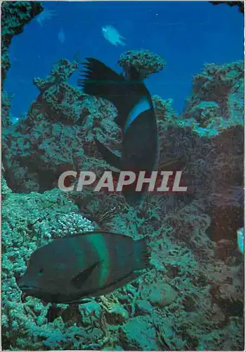 Cartes postales moderne Eilat Red Sea Under-water Scenery